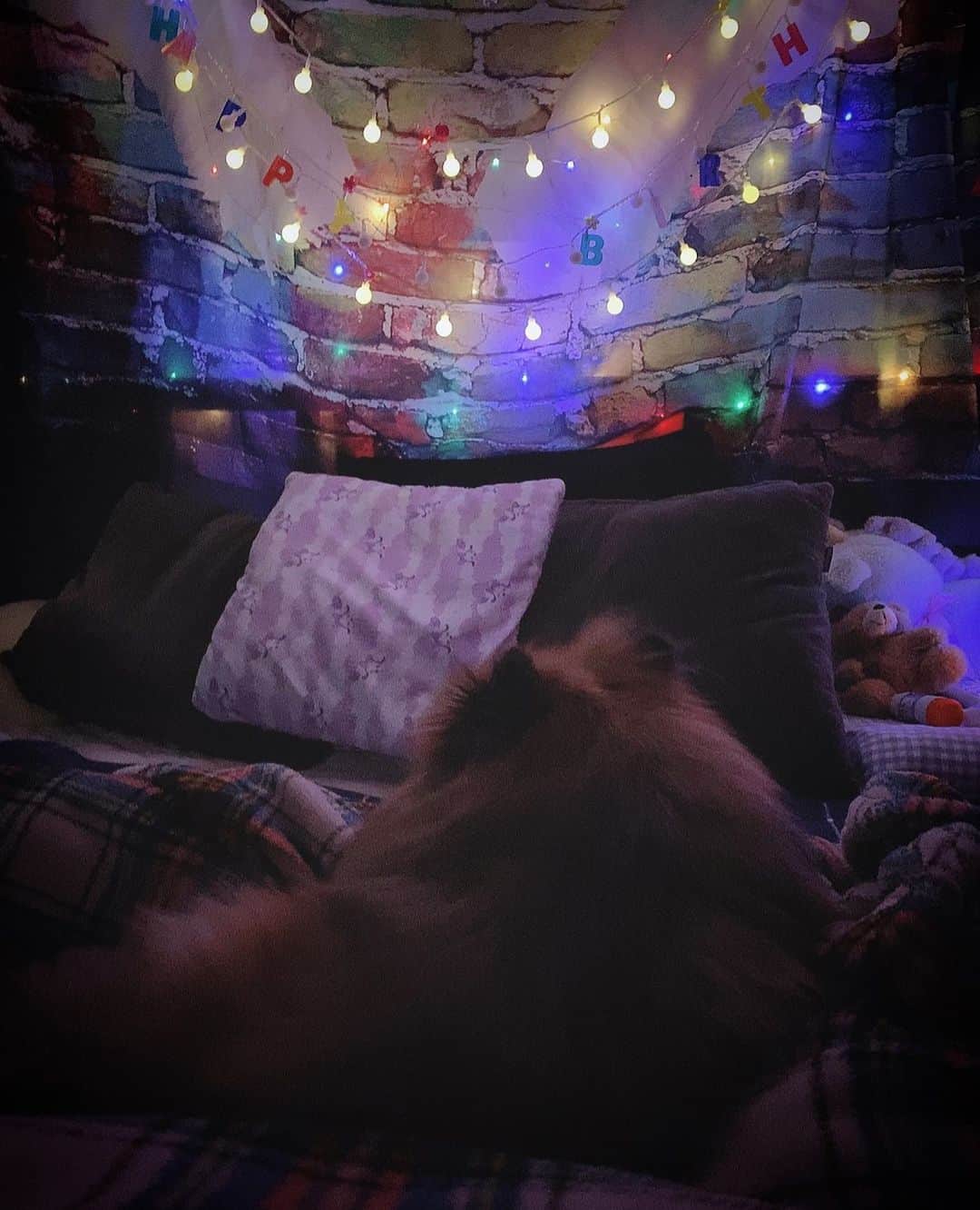 大谷雅恵のインスタグラム：「Double bedのCenterでPomeranianが陣取っています。。。  お、おやすみ。」