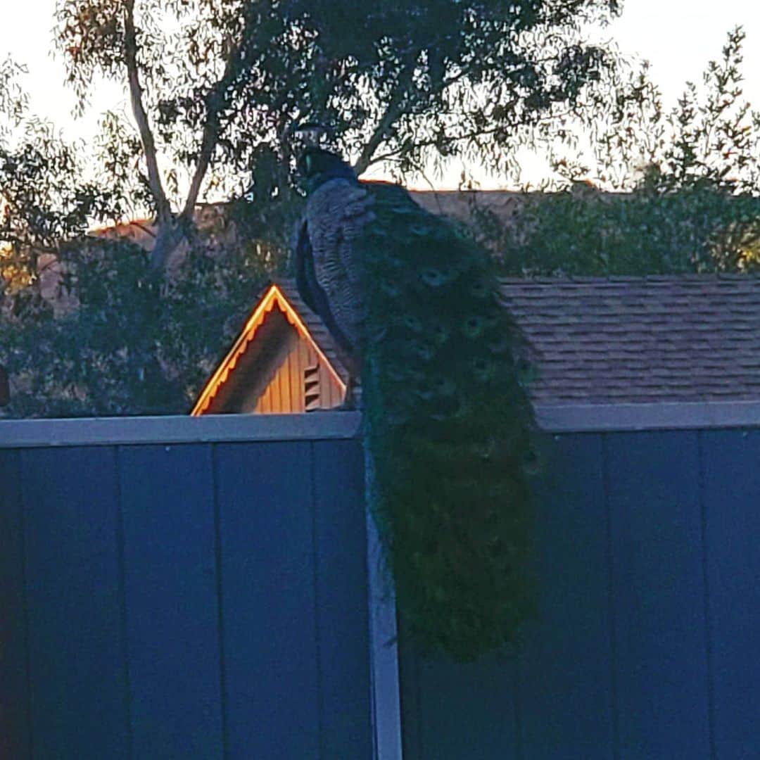 のインスタグラム：「Peacock dude wild Peacocks 🦚🦚🦚#PEACOCKS #peacock #peacocksrule #peacockempire #ilovepeacocks #peacocktime #peacockmagic #shadowhills #THANKYOU #peafowls #peacockdaddy #peacocksquad #wildpeacocks 🦚🦚🦚🦚🦚🦚🦚🦚🦚🦚🦚🦚🦚🦚🦚🦚🦚」