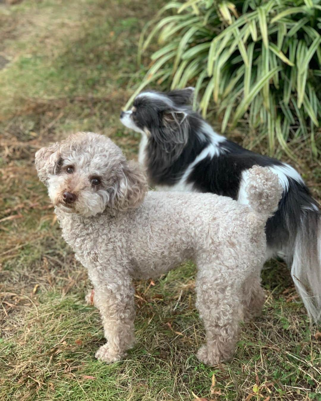 石田ひかりさんのインスタグラム写真 - (石田ひかりInstagram)「らいしゅうの さつえいのおしごとにそなえて ぽーじんぐと、おかおのけんきゅうをしています あっぷ、ひき、ぷろふぃーる、あざとかわいい、うわめづかい、ふりむき、あひるくち、てへぺろ、おひるね、など つぎのおしごとにつながるように どんよくにいどみたいと おもっています #さつえいのおしごと  #やんやん16歳🎂🎊👏🏻☺️🤘🏻」1月23日 9時18分 - hikaringo0525