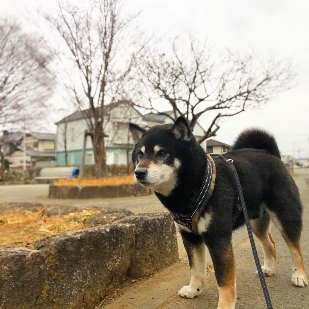 小川博永さんのインスタグラム写真 - (小川博永Instagram)「今朝は寒さが緩めだけど、雪は降るのかね？  #今朝まる #ししまる #dog #dogs #柴犬 #黒柴」1月23日 9時29分 - ogawahironaga