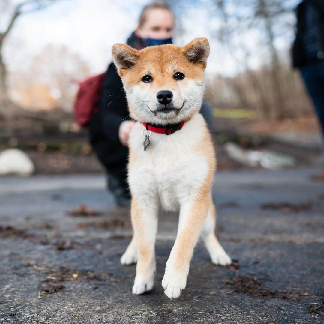 The Dogistさんのインスタグラム写真 - (The DogistInstagram)「Saki, Shiba Inu (4 m/o), Prospect Park, Brooklyn, NY • “We call her the ‘vacuum cleaner’ because she eats everything off the street.”」1月23日 9時43分 - thedogist