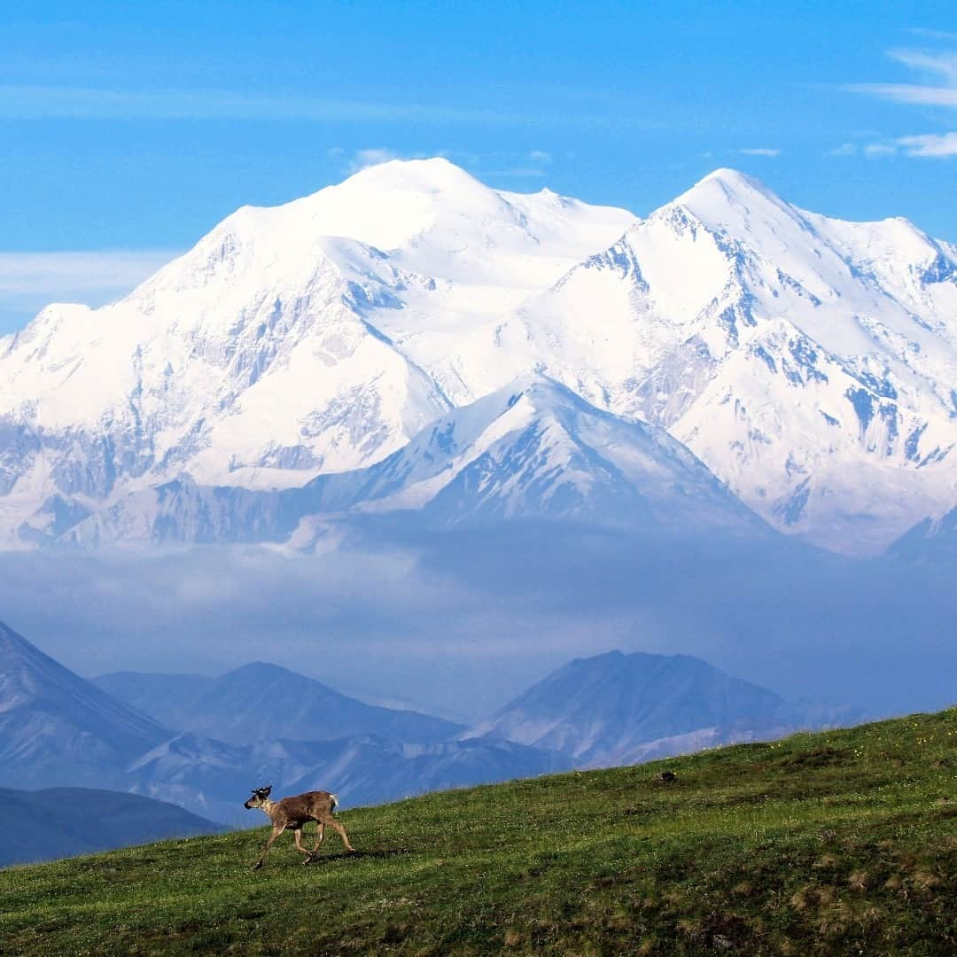 アメリカ内務省さんのインスタグラム写真 - (アメリカ内務省Instagram)「An alpine hike in #Denali National Park and Preserve, #Alaska on a clear summer day, that’s the stuff dreams are made of. Denali is six million acres of wild land, bisected by one ribbon of road. Travelers along it see the relatively low-elevation taiga forest give way to high alpine tundra and snowy mountain, culminating in North America's tallest peak, 20,310' Denali.  Photo of (@DenaliNPS) by Daniel Leifheit, National Park Service. #usinterior」1月23日 10時00分 - usinterior