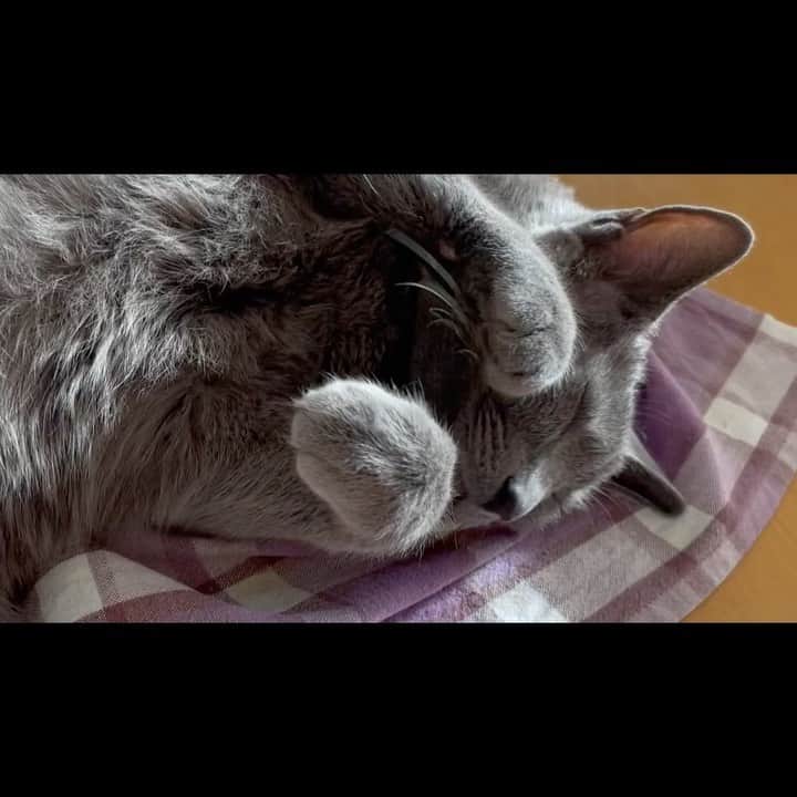 のインスタグラム：「数日前のこてつ😽😽😽 . #kotetsu #ダイニングテーブル🍽 .  #catvideo #猫動画  #cat #russianblue #猫 #ねこ #ロシアンブルー #chat  #gato #greycat  #greeneyes #emeraldeyes #ふわもこ部 #にゃんすたぐらむ  #みんねこ  #INSTACAT_MEOWS #catstocker #meowsandwoofs #excellent_cats #meowvswoof  #TopCatPhoto  #cutepetclub #IgAnimal_Snaps #cat_features #bestmeow #petoftoday」