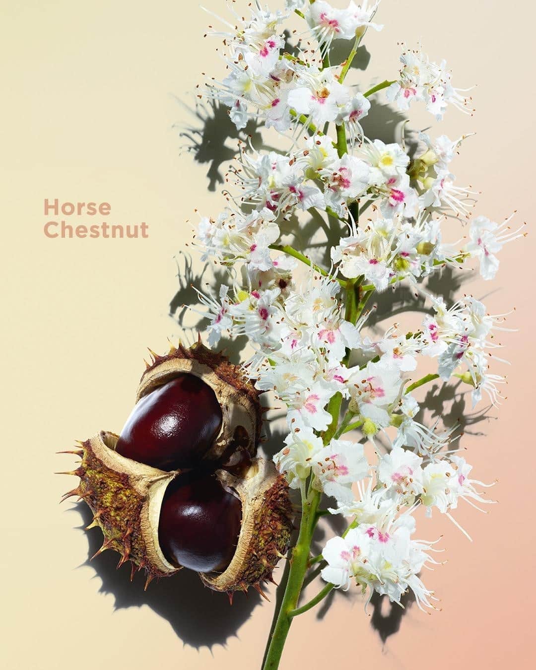 Clarins Canadaのインスタグラム：「No matter our age, we all want beautiful healthy skin from the inside out.🌟 At Clarins, we love to treat you to the most natural ingredients. Horse Chestnut for example is traditionally known for its draining properties which have a positive impact on microcirculation and are especially beneficial to mature skins.🌱 Growing old is a privilege and we’re here to help you feel confident through this journey!⁣ __________⁣ Quel que soit notre âge, nous désirons toutes avoir une peau belle et en santé de l'intérieur comme de l'extérieur.🌟 Chez Clarins, nous adorons vous faire bénéficier des ingrédients les plus naturels. Le Marronnier d'Inde par exemple, est reconnu pour ses propriétés drainantes qui ont une action positive sur la microcirculation, ce qui est particulièrement bénéfique pour les peaux matures.🌱 Vieillir est un privilège et nous sommes là pour vous aider à vous sentir en confiance dans cette belle aventure !⁣ .⁣ .⁣ .⁣ #Clarins #LiveBeautifully #ResponsibleBeauty #Skincare #OrganicBeauty #Biodiversity #PlantPower」