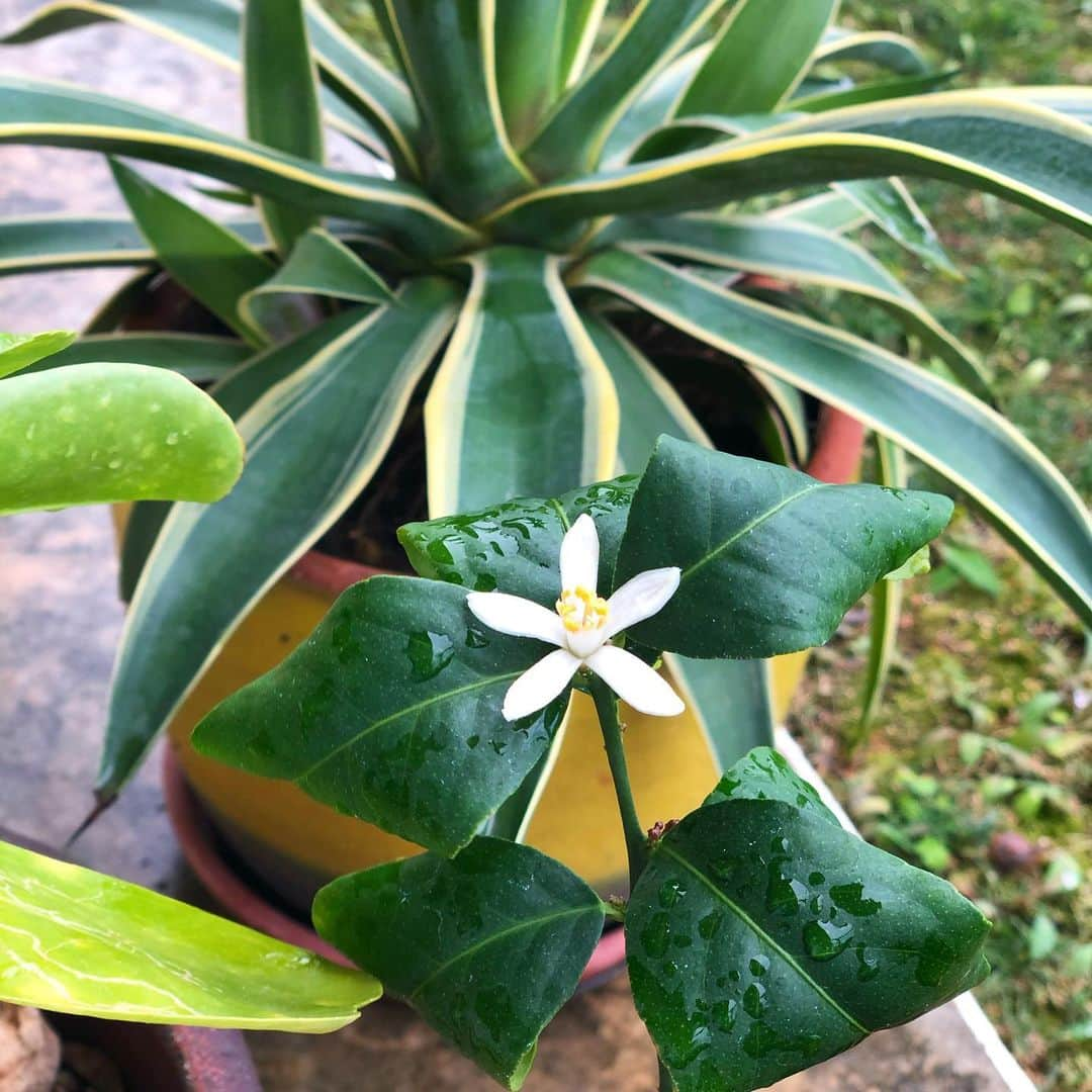 田中律子さんのインスタグラム写真 - (田中律子Instagram)「鉢植えで🪴育ててる小さなレモン🍋の花が咲いたー💛 去年咲いた花からは、小さな小さなレモンが3個実になってるけど、大きくなるかなー🤔  まだこんな小さくて細い枝なのに、レモンが実をつける🍋 肥料あげたから、がんばるんだよー💛  沖縄はちょっとあったかいです、雨が降ってたけど、青空出てきたー🌞素敵な週末をお過ごしください🤩  #okinawa #okinawalife  #beachlife  #beachlifestyle  #海のある暮らし  #lemon  #いつか #自分のレモンで #レモンサワー飲みたい  #大きくなれよ」1月23日 10時34分 - ri2kotanaka