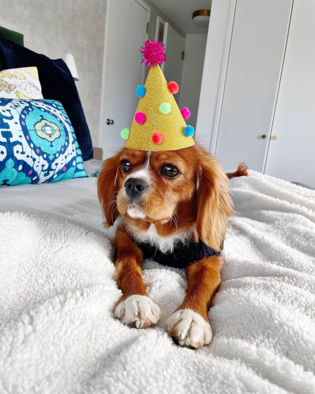 Ilana Wilesさんのインスタグラム写真 - (Ilana WilesInstagram)「She doesn’t know it but today is Frankie’s 1st birthday!!!! In honor of her special day, I made a little hat and then we spent a solid hour (or five) dedicated to balancing it on her head. Today was also the day I officially became an Instagram dog mom. You should see my photo library. It’s embarrassing. 🥳🎁🦴 #queenfrankiecavalier #kingcharlescavalier」1月23日 10時49分 - mommyshorts