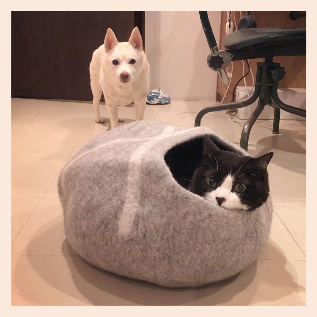 パンといっぴきのインスタグラム