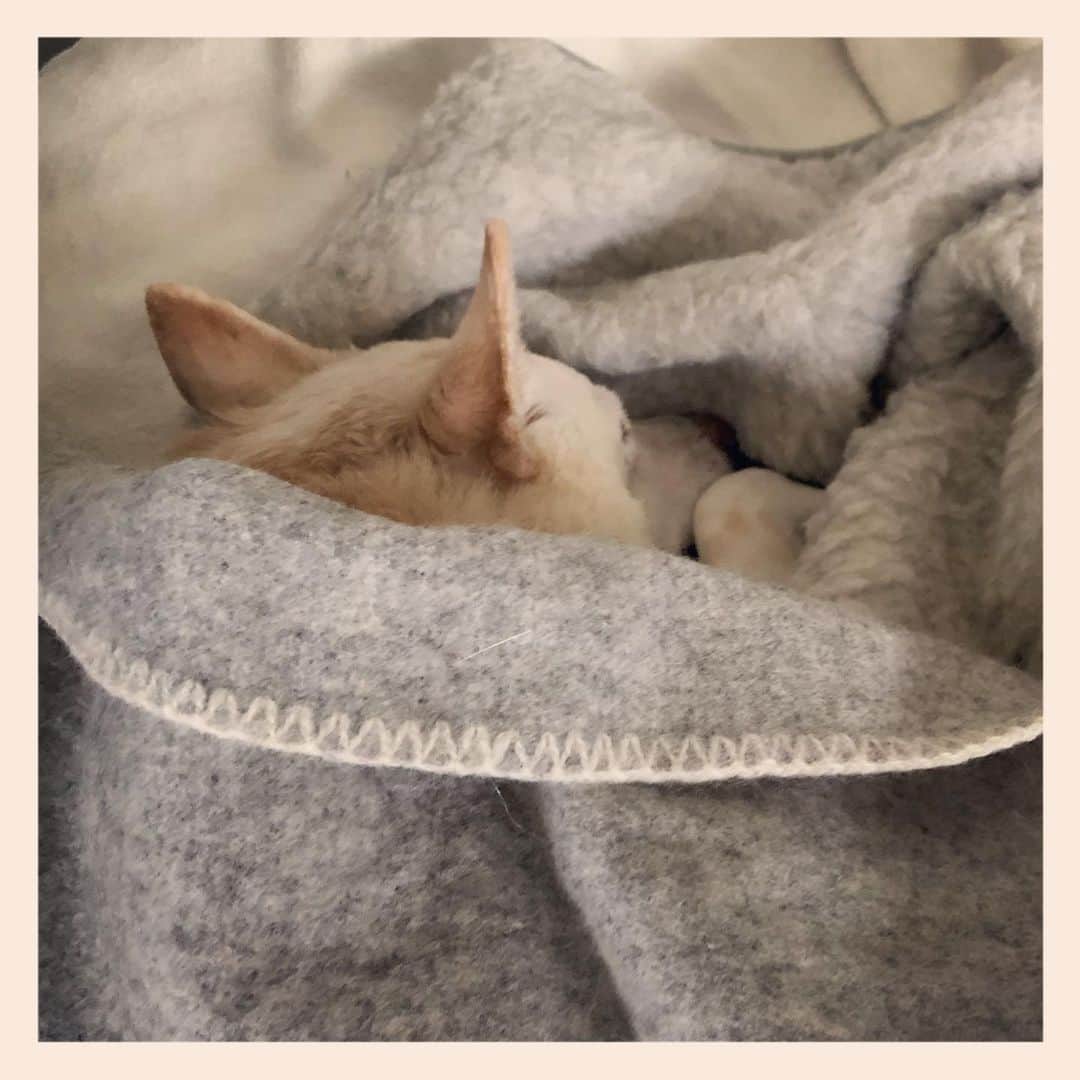 パンといっぴきのインスタグラム：「#元保護犬 #雑種犬 #crossbreed #mixdog #sleepingdog #眠る犬　#キップル14歳」