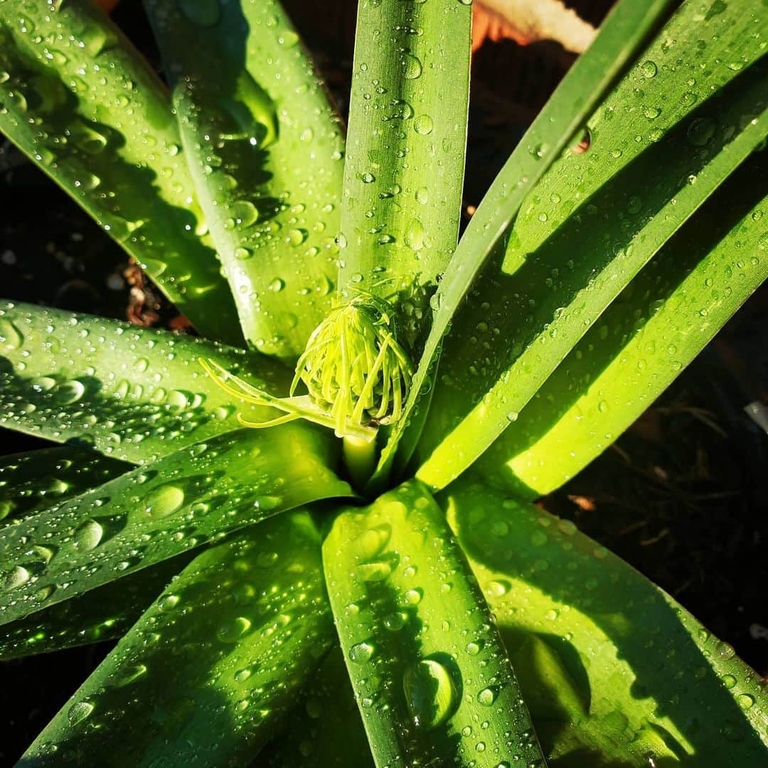 のインスタグラム：「NOT SURE WHAT THIS IS 🤔 EXCITED TO SEE WHEN IT BLOOMS  #GASOLINEGARDEN #ILOVEGARDENS #GARDENSRULE #GARDENCHURCH #GARDENPARTY #GARDENMAGIC #AVANTGARDEN #GARDENS #GARDENGANGSTER #GARDEN #GRADENLIFE #GARDENER #GARDENTIME  #GARDENING #VEGETABLEGARDEN #FLOWERS #SUCCULENTS  #PLANTS  #CACTUS #AYEARINFLOWERS  #shadowhills  #THANKYOU  @gasolineglamour  #GASOLINEGLAMOUR #PLANTSOMESHIT  #GROWSOMESHIT」