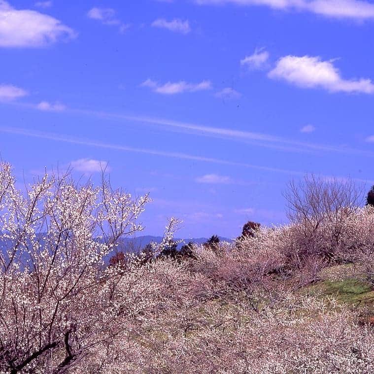 枚方T-SITEさんのインスタグラム写真 - (枚方T-SITEInstagram)「蔦屋書店で旅をしよう～奥吉野から山のおすそわけ②～  熊野の山の入り口となる奈良県/吉野地方。吉野杉や桧に囲まれて人々は暮らしています…  天川村・黒滝村・下市町から、”吉野の木の香り”が、今週末、さらに届きます🌳    ≪イベント～吉野マルシェ～≫ ■日時：1月24日（日）　 11:00～16:00　 ■場所：1F　屋外スペース  天川村・黒滝村・下市町から、自慢の商品が大集合。この地方で有名な木工品や、スイーツなど、この日だけの特別ラインナップ。  ≪フェア開催期間≫ １F平台では、24日（日）まで、「奥吉野フェア」開催中 ※過去の投稿をご覧ください。   ※新型コロナウィルス感染症による影響を考慮し、イベント開催を予告なく中止する場合がございます。 イベント中止情報につきましては、枚方T-SITEのHP上でご案内いたします。 ﻿ ﻿ #枚方tsite #hirakatatsite#hirakatat_site﻿ #枚方蔦屋書店#蔦屋書店#tsite#tsutayabooks#tsutaya﻿ #hirakata_tsutayabooks#枚方#hirakata﻿ #枚方市駅 #マルシェ#物産展 #旅#旅コンシェルジュ﻿ #コンシェルジュ #奥吉野から山のおすそわけ﻿ #吉野#奥吉野 #天川村#黒滝村#下市町﻿ #奈良#洞川温泉#旅に行きたい #旅好き﻿#国内旅行#奈良観光 #木の香り﻿ ﻿」1月23日 11時24分 - hirakata_tsite