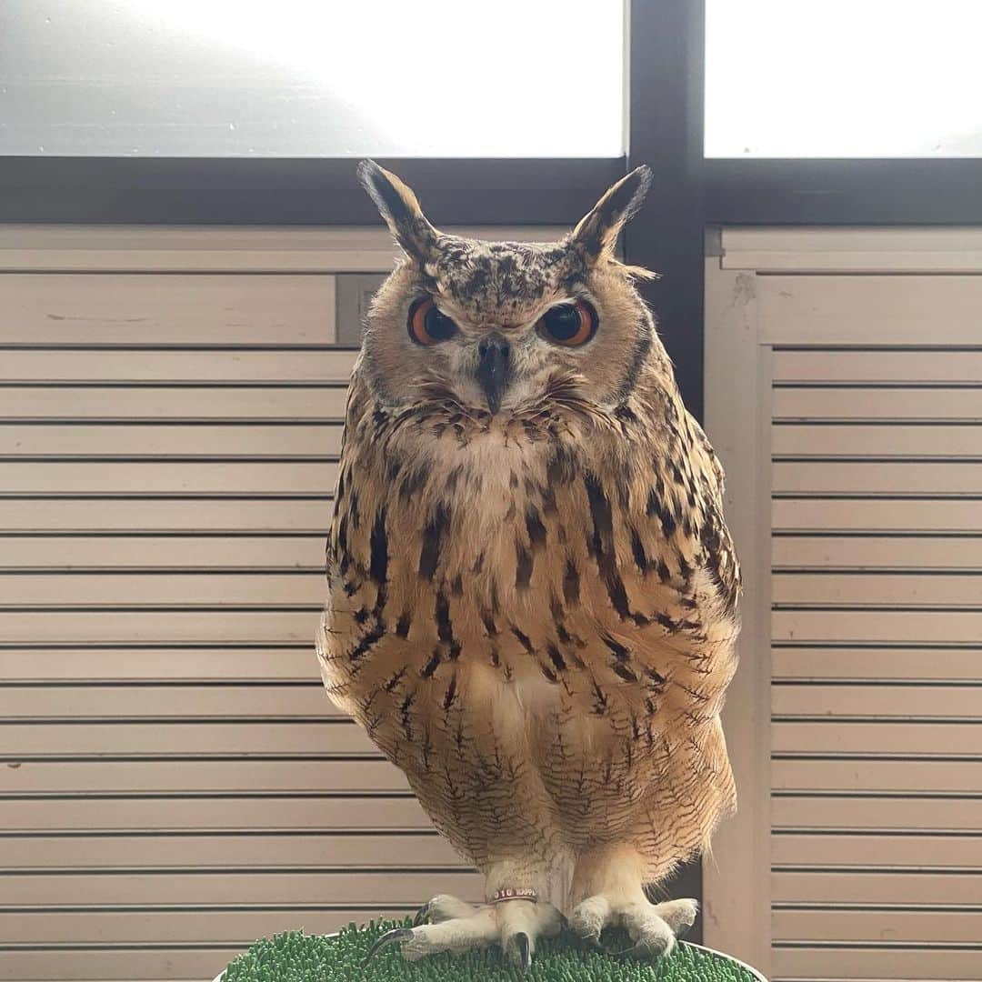 GEN3 Owlのインスタグラム：「近づくとキュンキュン鳴いちゃうので寝顔がなかなか撮れないんだよね。 一日の1/3くらい寝てるよ😅  It's difficult to take a picture of his sleeping face because he squeaks when I get closer.  He sleeps about a third of the day 😅  #owl #owlgaru」