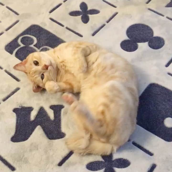 ruiruiのインスタグラム：「ゴロにゃんする福ちゃんです（2018/04/29） . . 昨日、下の部屋にいる時に上(福部屋）から歩いてるような音が何度か聞こえました。 きっと福ちゃんが部屋を歩き回っていたんだと思います☺️ いつもたくさんのコメントをありがとうございます🙏🏻 . . . #生前の福ちゃん #福ちゃんはお星様になりました #猫 #ねこ #にゃんこ #茶トラ #保護猫 #cat #cats #ilovecats #ilovemycat #instacat #Instagramcats #bestcats_oftheworld」
