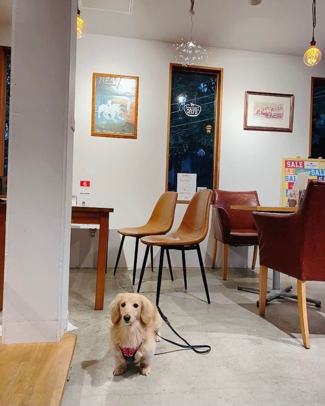 菅長愛子のインスタグラム：「🐶☕️🥞  🐶愛犬(らぶ♀10歳)ミニチュアダックス  らぶちゃん☕️  いつも旅行や遠出の時はお留守番だから。今回はらぶも一緒にお出かけ🚘 わんちゃん入れるカフェ🍰デビューしました。 お出かけ中に可愛い可愛いって声かけてもらえたし、やはり、らぶが1番可愛かった🐶←  ※ビビりなので尻尾は全力で引っ込めてます ※後ろの犬は人形です🦮  #犬のいる暮らし #ミニチュアダックス #ミニチュアダックスフンド #犬のいる生活 #犬好きな人と繋がりたい #いぬすたぐらむ #いぬのきもち #わんすたぐらむ #わんこのいる生活 #らぶ #🐶 #dogstagram #dog #dogs #doglover #family #love #diet #ダイエット #ダイエット仲間募集」