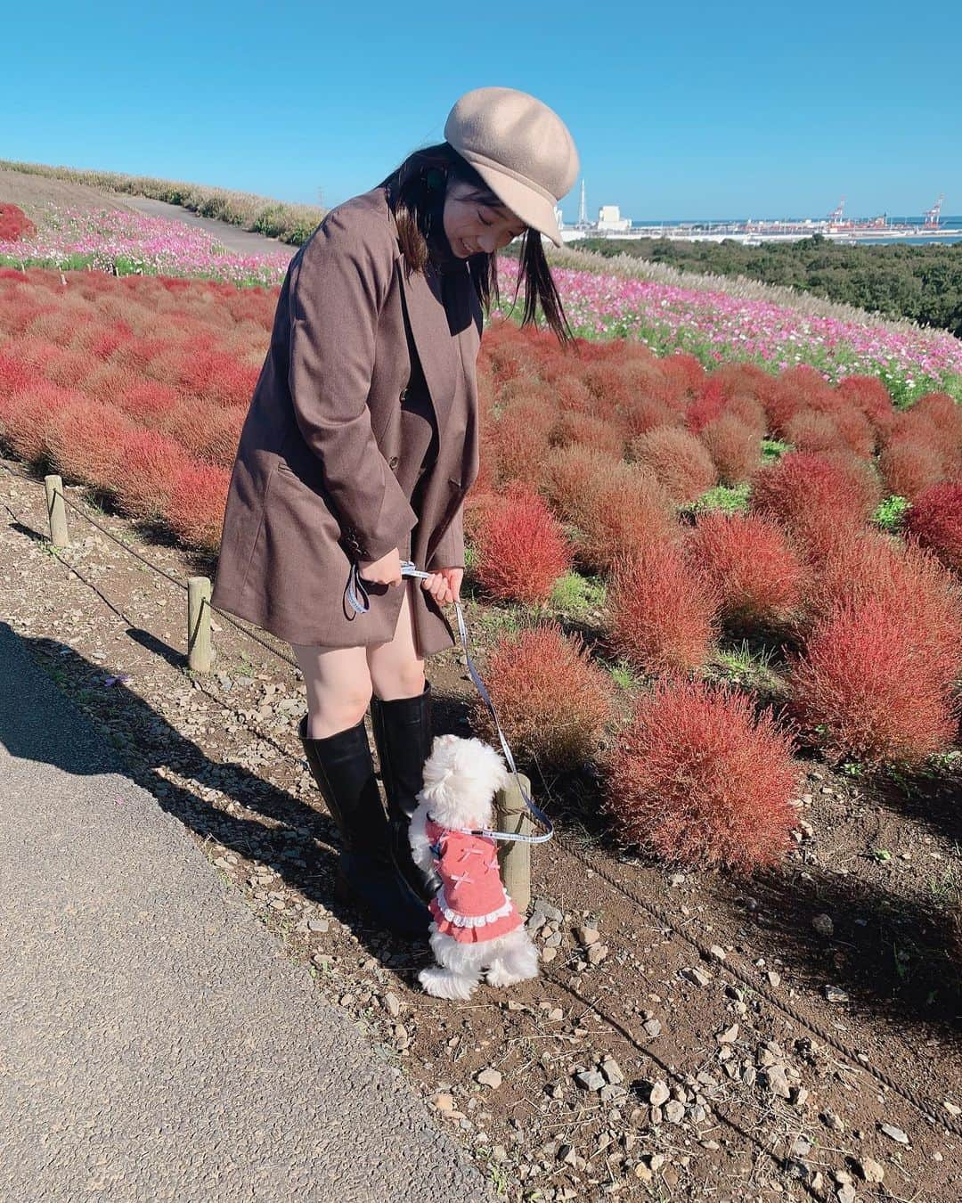 山岸理子さんのインスタグラム写真 - (山岸理子Instagram)「* 秋に家族でひたち海浜公園に行ったときの📸  秋のお花、コキアとコスモスに囲まれてすっごく景色が綺麗でした🌼.*  サンディーも一緒に行ったよ🐕  #tsubaki_factory #山岸理子 #ひたち海浜公園 #秋 #お花 #コキア #コスモス #また写真載せます #写真のときのみマスク外してます」1月23日 21時37分 - riko_yamagishi.official