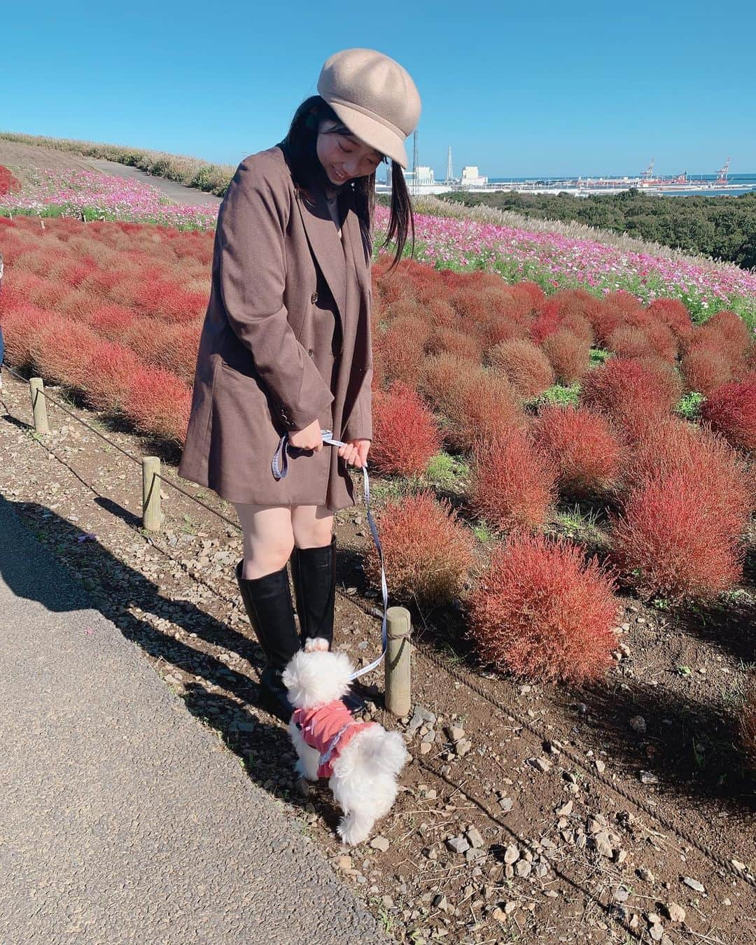 山岸理子さんのインスタグラム写真 - (山岸理子Instagram)「* 秋に家族でひたち海浜公園に行ったときの📸  秋のお花、コキアとコスモスに囲まれてすっごく景色が綺麗でした🌼.*  サンディーも一緒に行ったよ🐕  #tsubaki_factory #山岸理子 #ひたち海浜公園 #秋 #お花 #コキア #コスモス #また写真載せます #写真のときのみマスク外してます」1月23日 21時37分 - riko_yamagishi.official