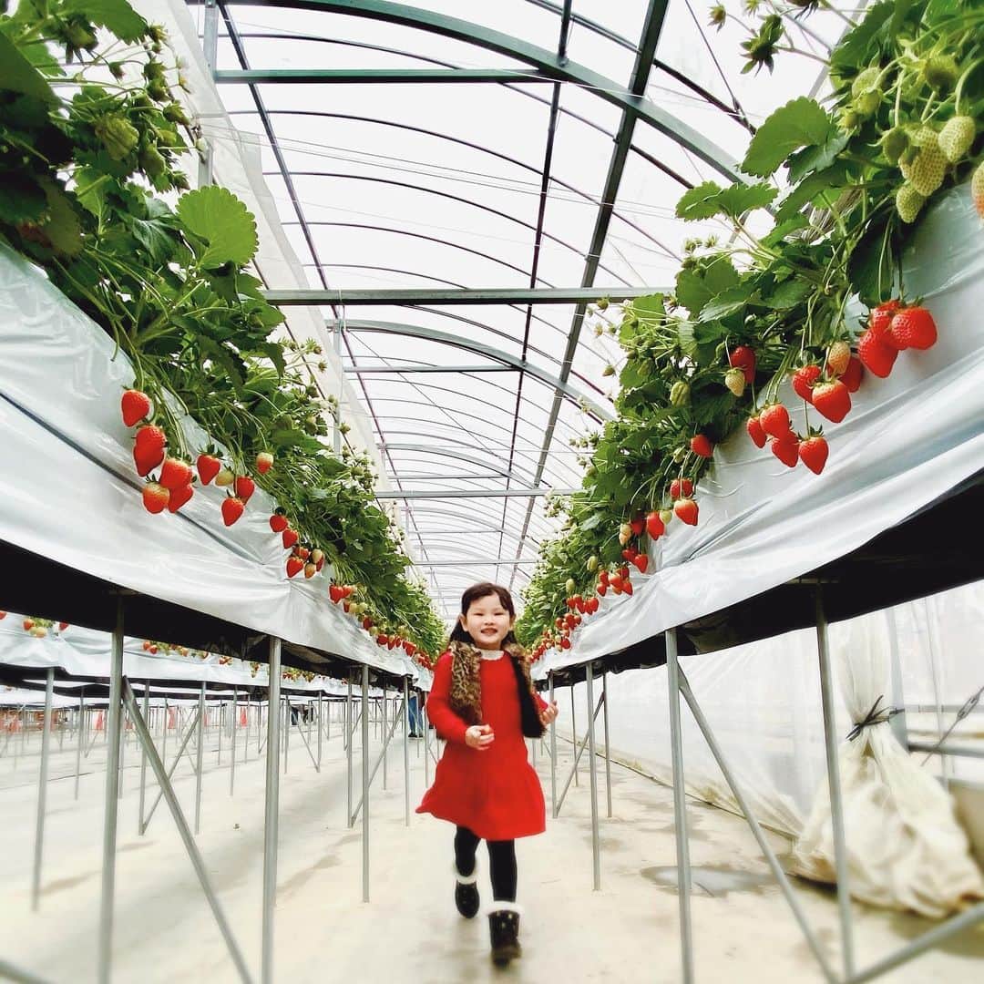 Hisayo Rinのインスタグラム：「🍓🍓🍓」