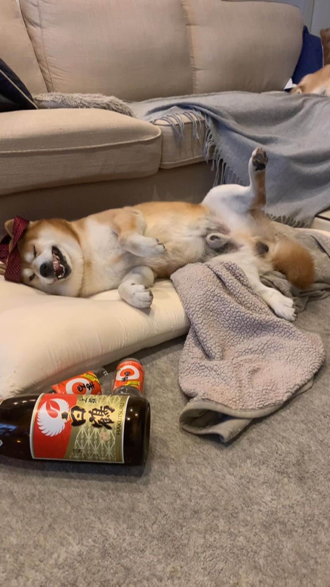 shibainu berryのインスタグラム