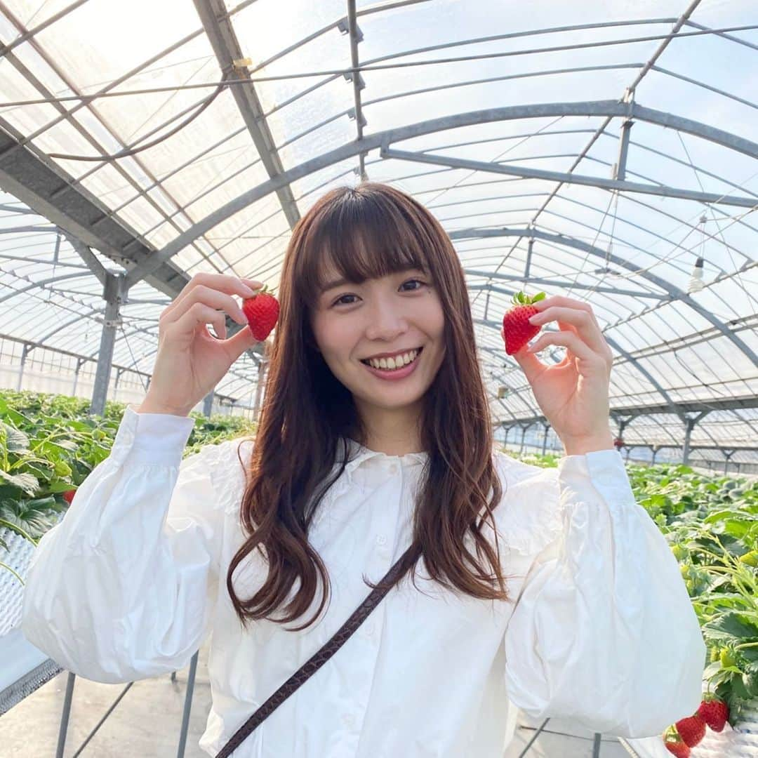 澤田侑里さんのインスタグラム写真 - (澤田侑里Instagram)「🍓😁🍓  ※周りに人がいない状況で撮影しています #いちご狩り #トリックスいちご園 #三重県 #ビッグカラーブラウス #いちご #ブラウス」1月23日 21時56分 - yuri___sawada