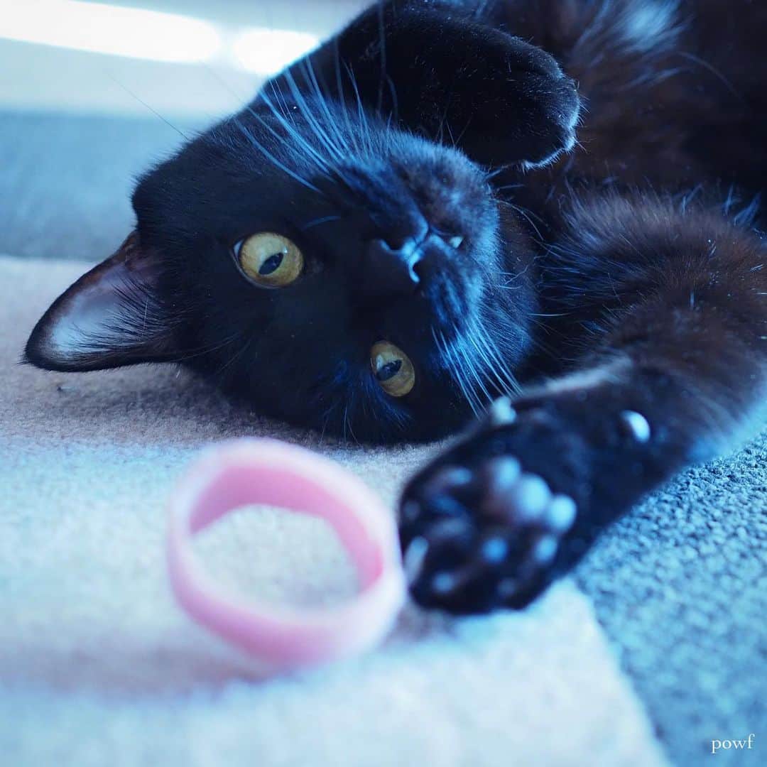anemone_69のインスタグラム：「. #ハカセとキョウジュ #blackcat #黒猫 #cat #猫 #保護猫 . . .」