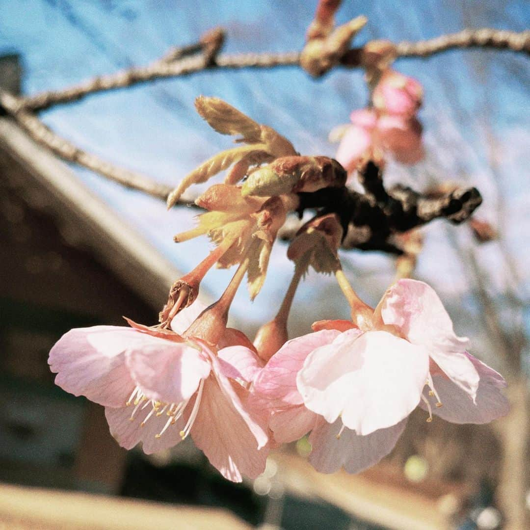 深瀬美桜さんのインスタグラム写真 - (深瀬美桜Instagram)「ちょこっとだけ咲いてたの」1月23日 22時12分 - fukasemio