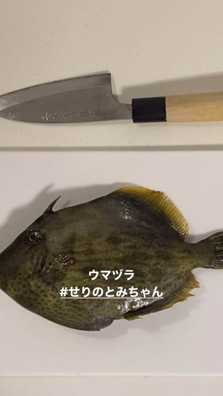 富田真紀子のインスタグラム：「#せりのとみちゃん #魚捌き  #寿司  #魚」