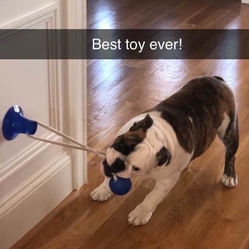 animalsさんのインスタグラム写真 - (animalsInstagram)「🙀 OMG!! @indigopetco is having a 75% Off Holiday SALE ENDING NOW!! - @indigopetco has the Best-Selling Suction Cup Dog Toy that will keep your dog busy for hours! 🎁 Use code: "Holiday" to SAVE! - Tap the link in @indigopetco bio to purchase! ❗️UP TO 75% OFF❗️ - 👉 SHOP NOW: @indigopetco - 20% of profits are donated to animals in need. - Available only @indigopetco 🐕」1月23日 22時59分 - babyanmlpics