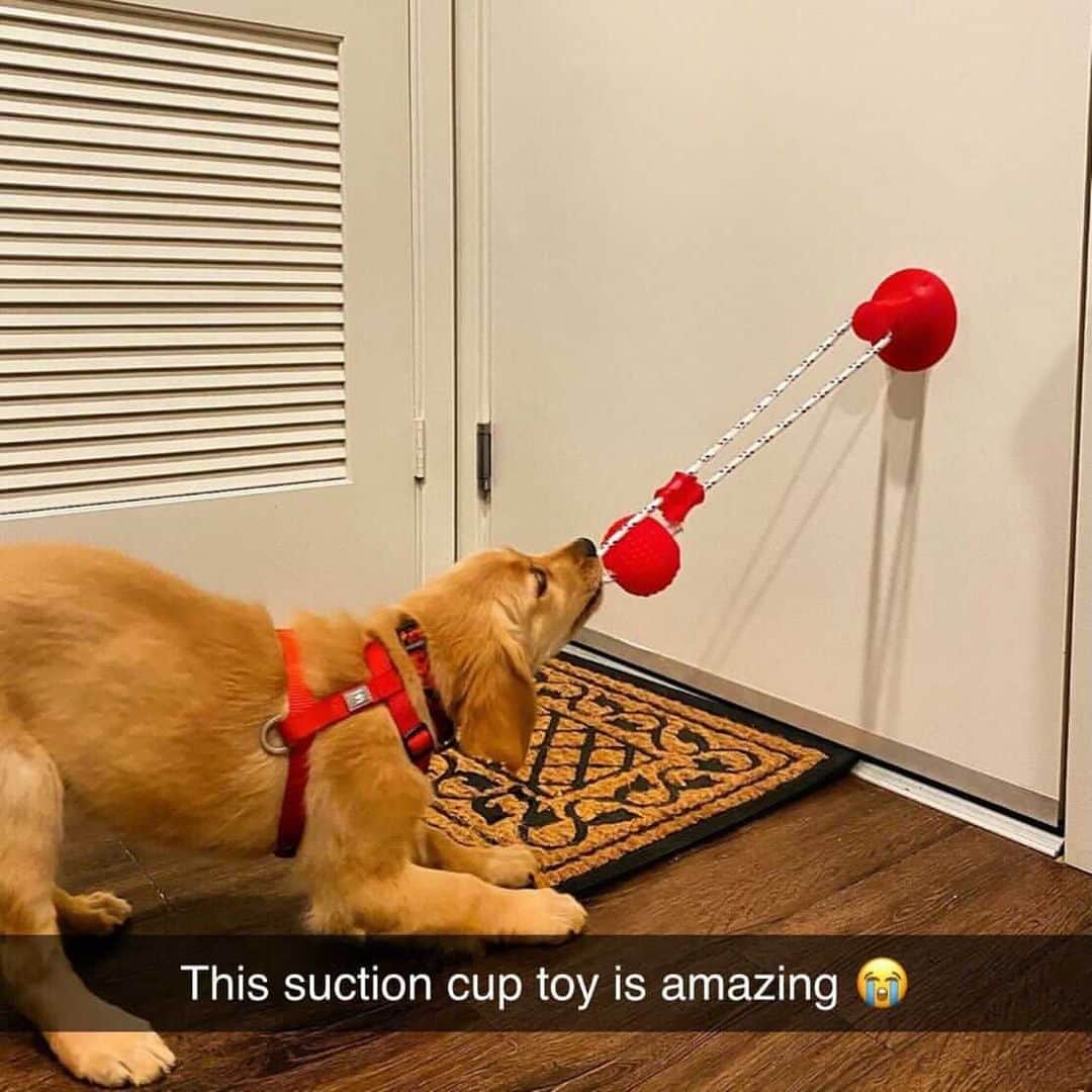 animalsさんのインスタグラム写真 - (animalsInstagram)「🙀 OMG!! @indigopetco is having a 75% Off Holiday SALE ENDING NOW!! - @indigopetco has the Best-Selling Suction Cup Dog Toy that will keep your dog busy for hours! 🎁 Use code: "Holiday" to SAVE! - Tap the link in @indigopetco bio to purchase! ❗️UP TO 75% OFF❗️ - 👉 SHOP NOW: @indigopetco - 20% of profits are donated to animals in need. - Available only @indigopetco 🐕」1月23日 22時59分 - babyanmlpics