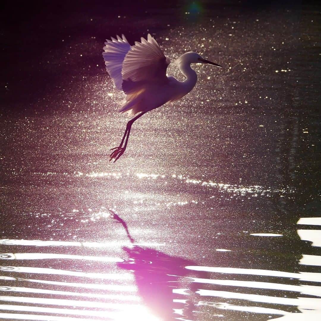 Discoveryさんのインスタグラム写真 - (DiscoveryInstagram)「This early bird hunts at dawn for fish in the sparkling Venice Canals in Los Angeles. Snowy egret feathers used to be worth more than gold!   Caption + Photo: Steve Estrada (@venicestevesphotography)  #egret #birdsofinstagram #wildlife #LosAngeles #naturephotography #backyardbirds」1月23日 23時00分 - discovery
