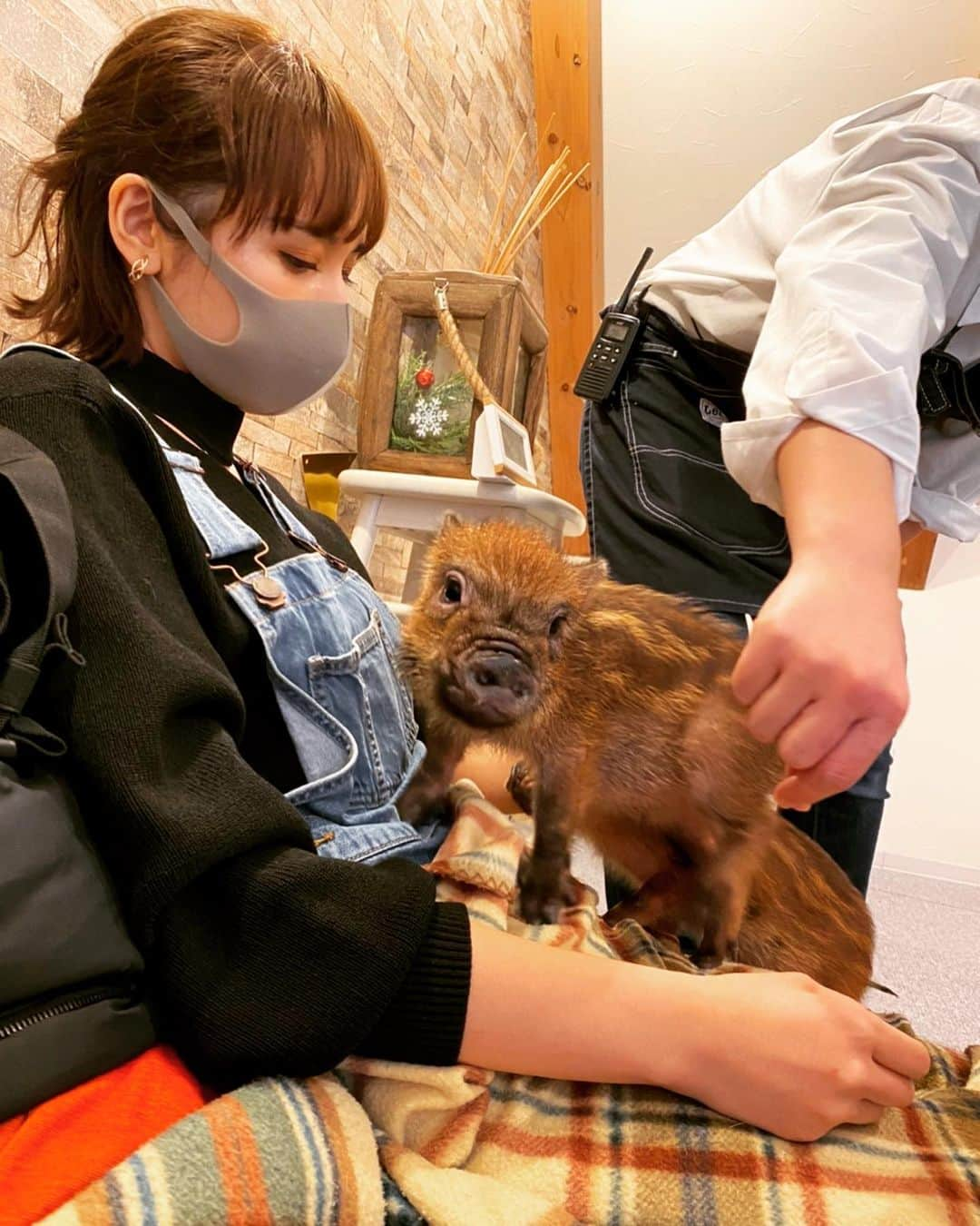 瀬野ユリエのインスタグラム：「ミニブタさん達🐷🥺 可愛すぎる…🥺💓 全てが愛おしい… 凄い癒されました✨😌 #ミニブタカフェ#マイクロブタ#可愛い#癒しの時間#ミニブタ#ミニブタ飼いたい」