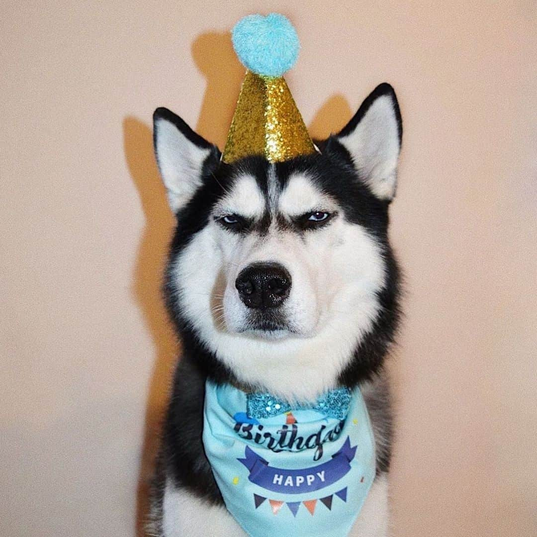 8crapさんのインスタグラム写真 - (8crapInstagram)「When people start to sing the birthday song to me - 📷 @huskyanuko - #barked #dog #doggo #Husky」1月23日 23時00分 - barked