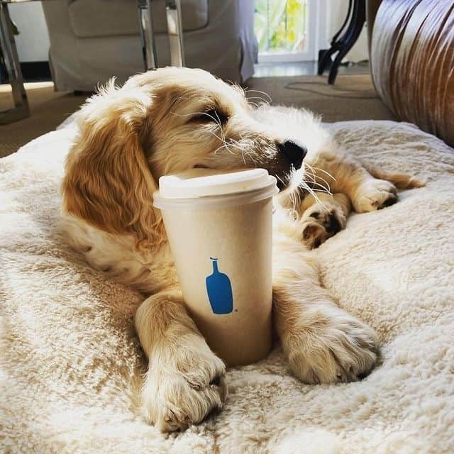 Blue Bottle Coffeeのインスタグラム：「We wish you peaceful naps and coffee on repeat this weekend. #dogsofbluebottle 💙 📸 @yourdoodralph」