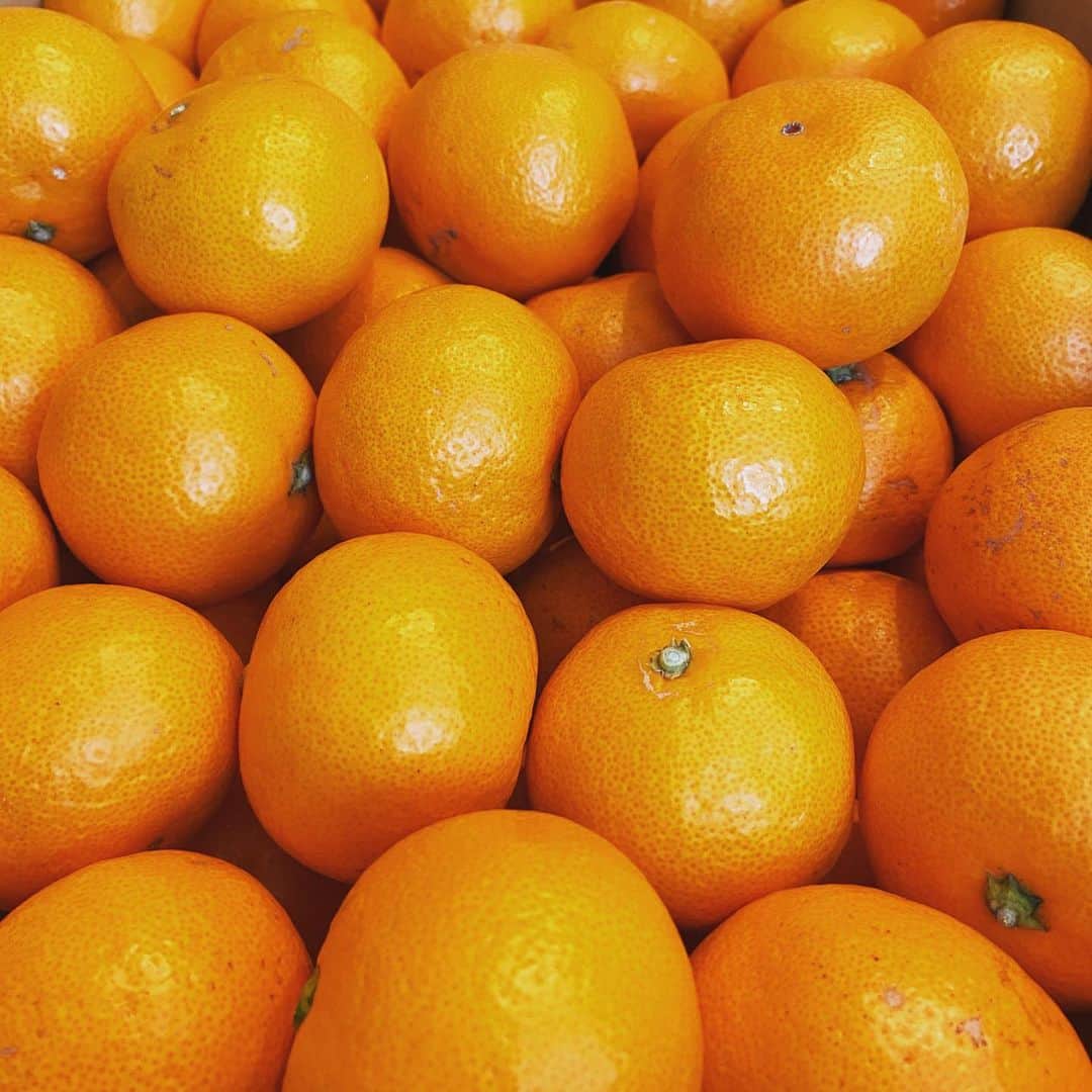 のインスタグラム：「一目惚れした、越冬完熟ハウスみかんゲット🍊皮薄く実がパンパン。食べるとジュワー。もー食べるジュース👍これは近所にはないなー。立野商店サン有難うございました〜😀 #越冬完熟ハウスみかん #みかん #ミカン #立野商店 #和歌山 #昨日午後発注で #今朝届く #はやい#masao_tateno」