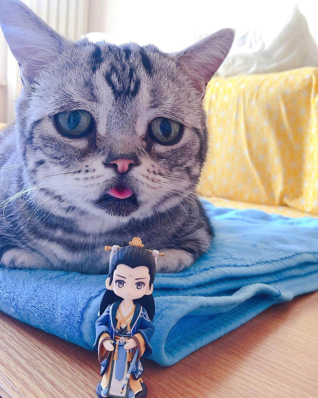 ルフさんのインスタグラム写真 - (ルフInstagram)「#luhu:”i lost this taoist priest’s sword...” - - #cat #sadcat #angel #adorable #lovely #funny」1月23日 14時16分 - lanlan731