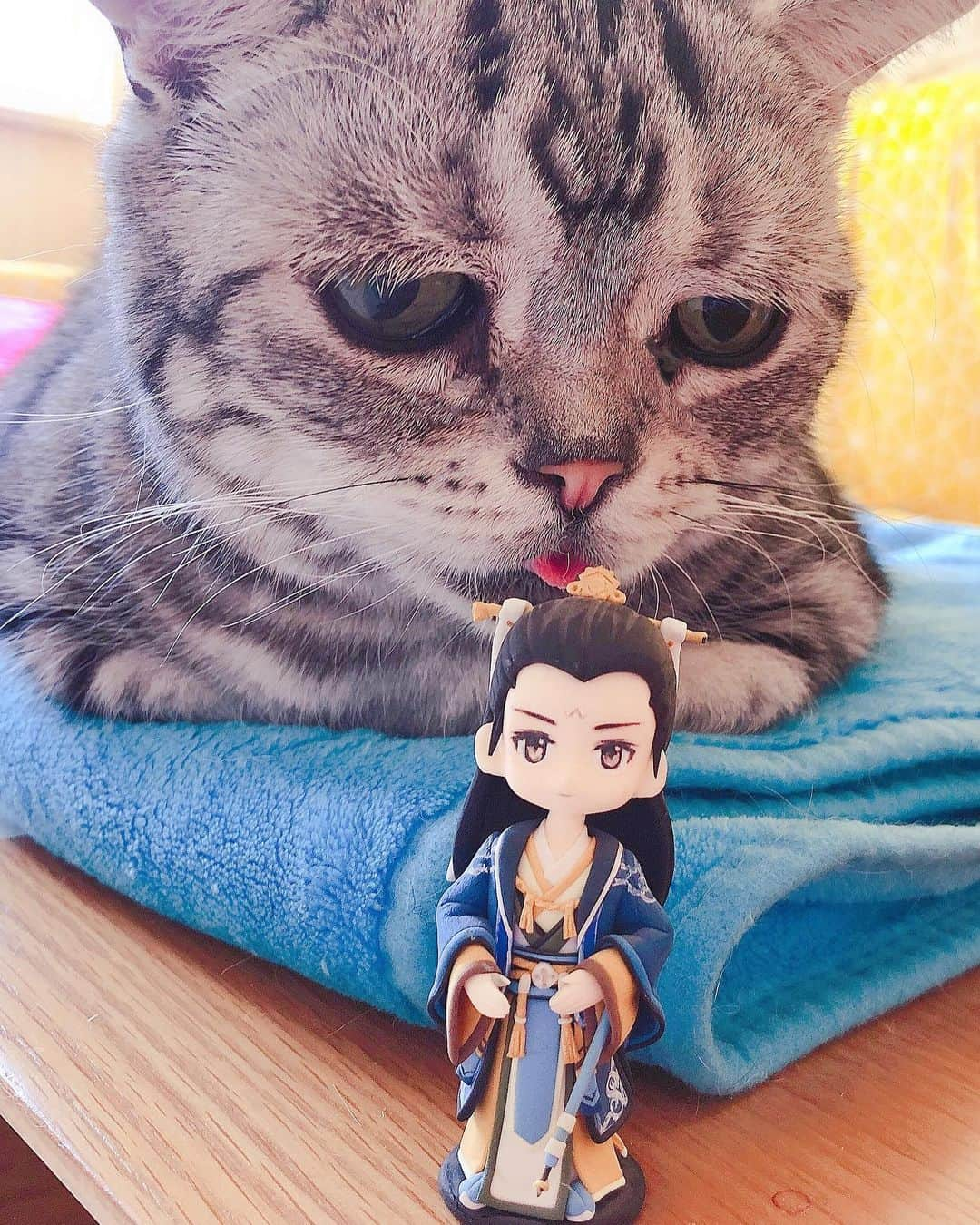 ルフさんのインスタグラム写真 - (ルフInstagram)「#luhu:”i lost this taoist priest’s sword...” - - #cat #sadcat #angel #adorable #lovely #funny」1月23日 14時16分 - lanlan731