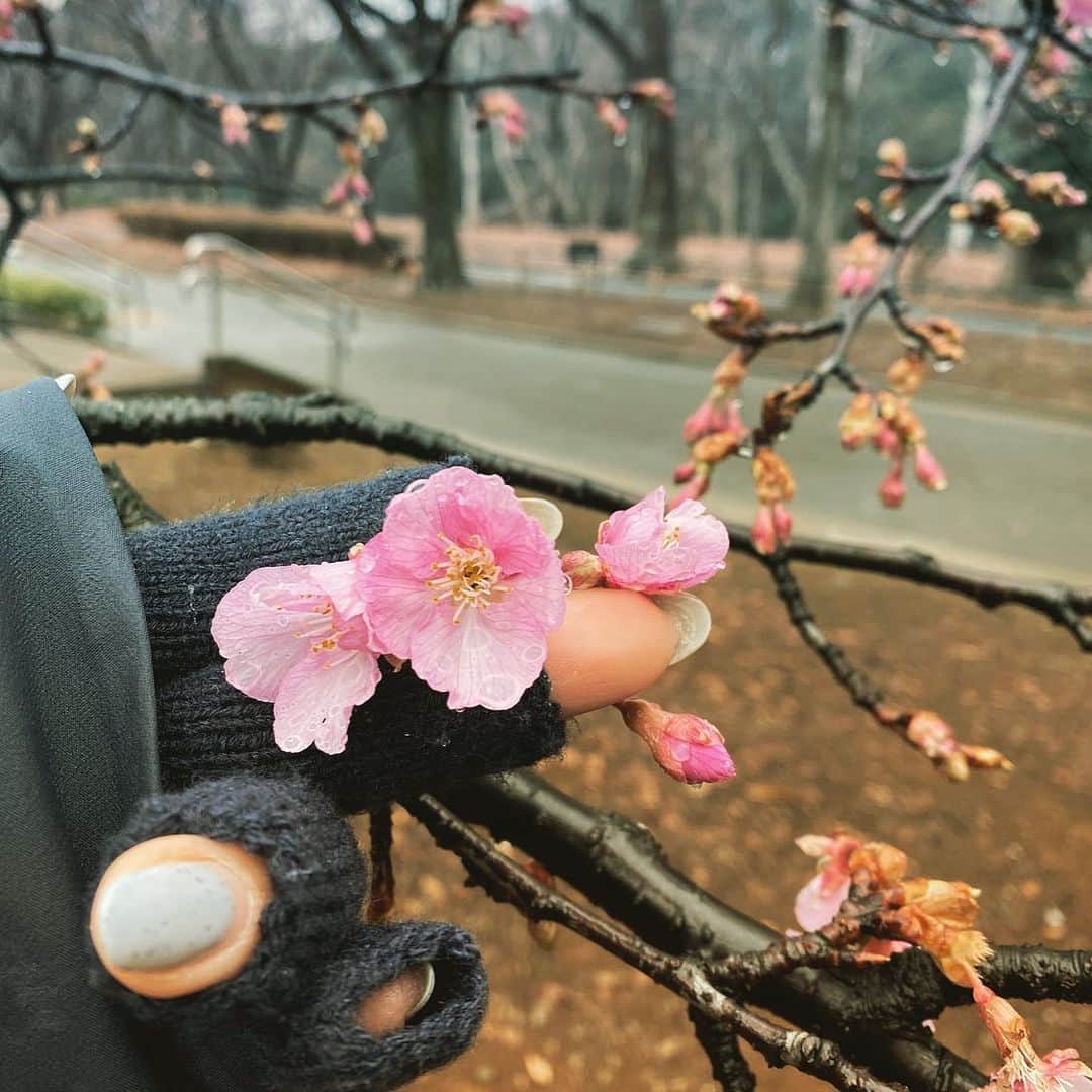 HiRAO INCさんのインスタグラム写真 - (HiRAO INCInstagram)「. 季節外れの桜の開花  代々木公園の桜が もう咲き始めてる  温暖化の影響で サクラも狂う  来週は満開かも」1月23日 14時33分 - kayokohirao
