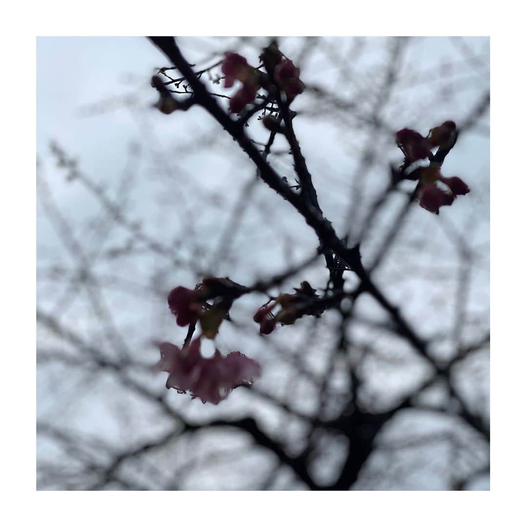 HiRAO INCのインスタグラム：「. 季節外れの桜の開花  代々木公園の桜が もう咲き始めてる  温暖化の影響で サクラも狂う  来週は満開かも」