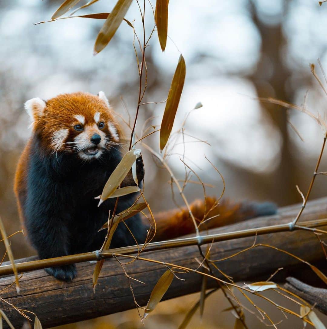 アメリカ自然史博物館のインスタグラム：「Found in the mountains of Nepal and northern Myanmar, as well as in central China, red pandas (Ailurus fulgens) grow to be about the size of house cats. Solitary and shy, they use their bushy tails to keep warm while sleeping in their cold and rainy habitats. In the past, scientists have had trouble classifying this critter. It had once been considered a relative of the raccoon, then of the bear family. Now, scientists place red pandas in their own distinct family: Ailuridae. Photo: Adrien Sifre, CC BY-NC-ND 2.0, flickr」