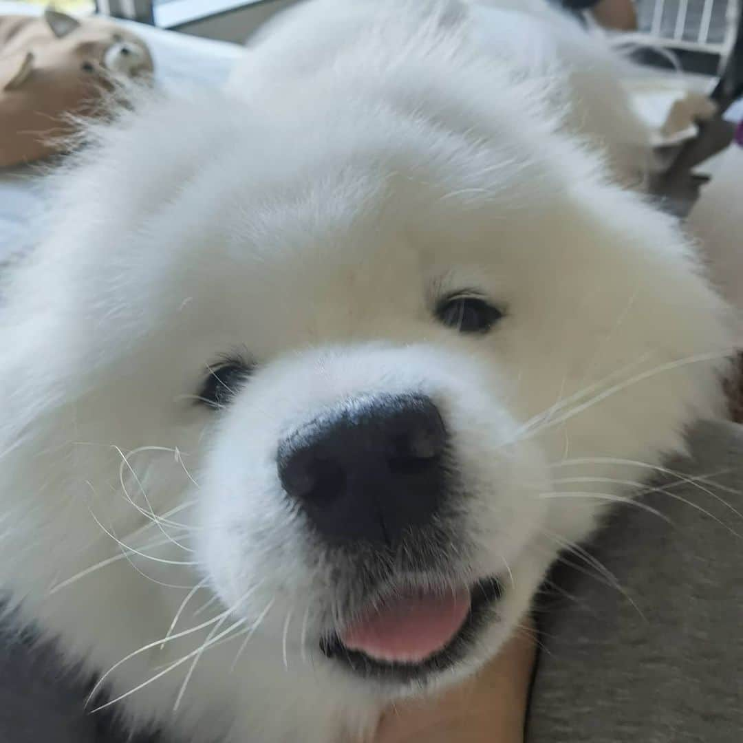 Alex Toのインスタグラム：「😛😛😛 #cute #dog #doglover #dogsofinstagram #dogoftheday #dogofthedayjp #dogstagram #fluffy #hkig #hongkong #ilovemydog #instadog #instagood #instamood #instagraphy #instapic #samoyedoninstagram #pet #petlovers #petsofinstagram #petstagram #photooftheday #puppy #pupsofinstagram #samoyed #samoyedsofinstagram #webstagram #犬 #サモエド」