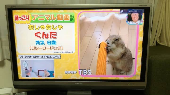 ikaoのインスタグラム：「くんた。Kunta. 今日の TBS #王様のブランチ エンディングのコーナー #ほっこりアニマル動画 に ちょこっとだけ くんたの動画が放送されました😊 #prairiedog #プレーリードッグ #ふわもこ部」