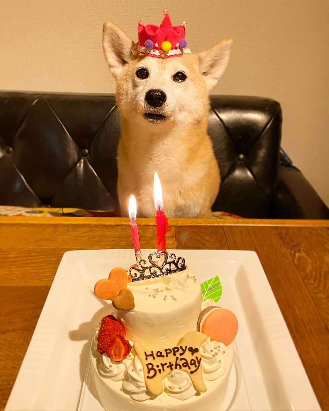 柴犬 けんしろう ゆりあのインスタグラム：「🐶🎂  本日、ゆりあ推定11才&9回目のうちの子記念日を迎えました👑  推定2歳とは思えないくらい小さくて華奢で儚げだったわが家の娘は、今では家族みんなを支えてくれる大きな大きな存在になりました✨  ゆりぃ、がんばったね、ありがとう、だいすきだよ♡  そして今日はけんゆりが兄妹となった大切な日🐶❤️🐶 一日でも長くにぴきが一緒に過ごせるよう、みんなで力を合わせてゆっくりのんびり過ごしていこうね！  【2枚目はphoto movieです🎥 】  なんだかわからないものに入れられて 怖くて怖くてたまらなかったんだけど そこから出たら、神様がいたの あたちと同じ三角耳にくるりん尻尾 真っ黒いお顔した神様 神様はあたちを妹にしてくれたの  お兄ちゃんといるとね なんでだか勝手に尻尾がふりふり〜 顔がにこにこ〜ってなっちゃうんだ😊 あたち世界で一番お兄ちゃんが大好き お兄ちゃんのお陰で怖かった 「人」も「外の世界」も好きになれたんだもん お兄ちゃんと一緒に美味しいもの食べたり お昼寝したりのんびりおさんぽしたり そんな毎日がずっと続くといいなぁ ずっとずっとお兄ちゃんのそばにいたいなぁ 真っ暗な世界にいたあたちに 「虹色の世界」を見せてくれたお兄ちゃん🌈 ありがとう、大好きだよ♡ . . photo movie最後の写真が、ゆりあがけんしろうと初めて出逢った時のものです。引きこもって出てこなかったゆりあが、けんしろうの姿を見た瞬間、人が怖いのも忘れて一目散に飛び出してきた姿、今でも忘れられません。 . . #元保護犬 #保護犬を家族に #うちの子記念日 #happybirthday」