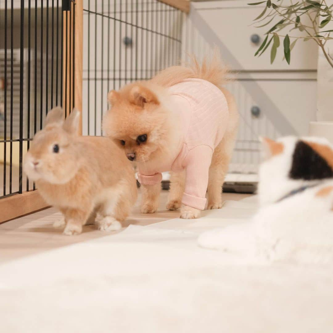 むじさまさんのインスタグラム写真 - (むじさまInstagram)「House keeper 😂 #mujisama」1月23日 15時24分 - mujisama