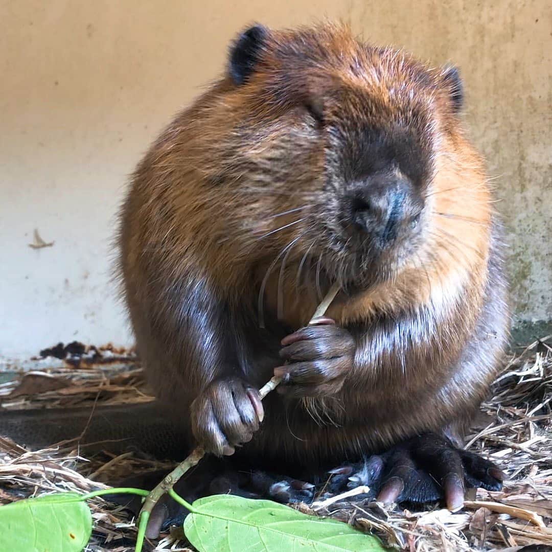 のインスタグラム：「飼育員さんのスマホの中、見せてもらったら… 365日、誰よりも間近で動物たちのお世話をする飼育員さんにしか撮ることができないような、超お宝映像が沢山眠っていました👀✨  長崎バイオパークの飼育員さんが撮影した、クセになるビーバーの食事シーンとは...❓ 是非放送でお楽しみ下さい🦫🤎 #みんなのどうぶつ園 #みんどう #らぶどう #長崎バイオパーク #飼育員さん #ビーバー #ハナカマキリ #beaver」