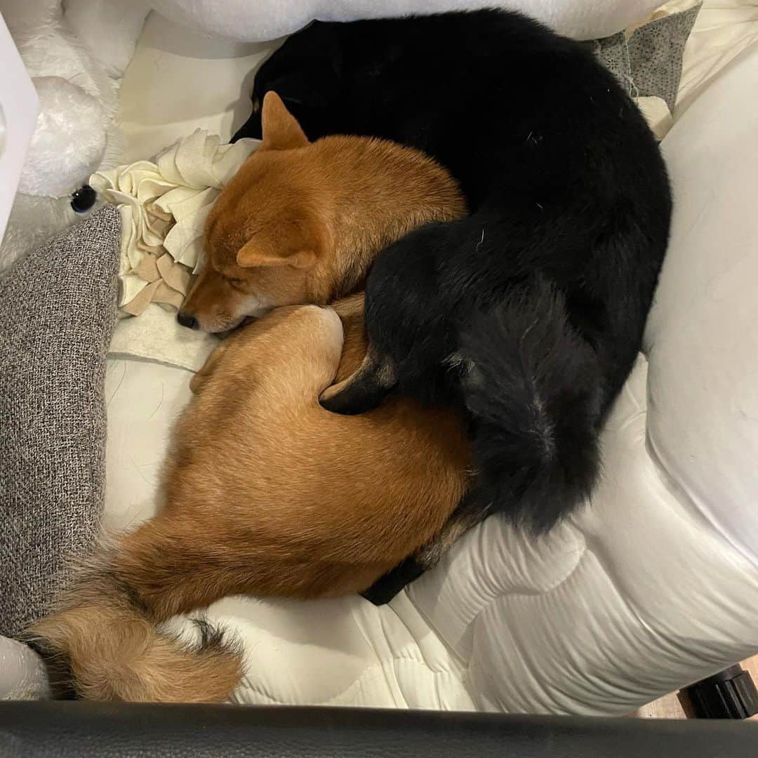 環奈（長沢菜々香の飼い犬）のインスタグラム：「仲良し」