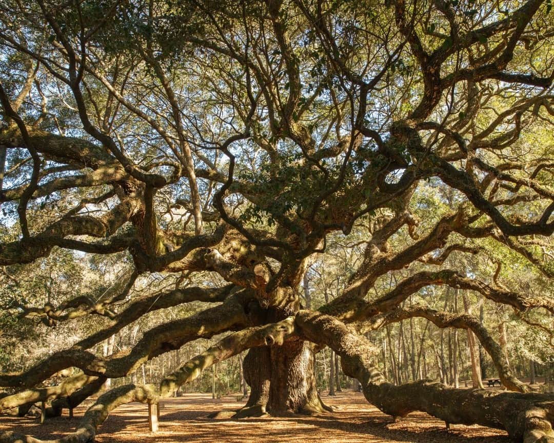 National Geographic Travelさんのインスタグラム写真 - (National Geographic TravelInstagram)「Photo by @MichaelGeorge / Down a dusty dirt road there is an ancient droopy tree known as the Angel Oak. Located near Charleston, South Carolina, her branches dive in and out of the earth like a serpent in the ocean. Early one morning I arrived to take her portrait. She holds the title of the oldest tree east of the Mississippi River and is thought to be one of the oldest living things in the entire United States. It is estimated that this southern live oak is in excess of 400 to 500 years old, though some contend that she is 1,500 years old. For more photos and writing from my travels, follow along @MichaelGeorge. #angeloak #explorecharleston #treeportrait #grandmotherwillow #oaktree」1月23日 16時40分 - natgeotravel