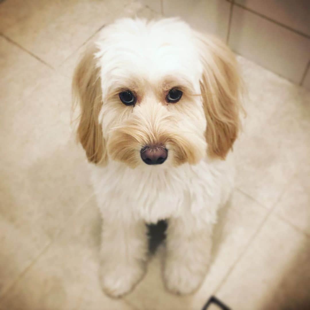 北山陽一のインスタグラム：「いやあの、もうちょい待ってね。#きたやまおもち」
