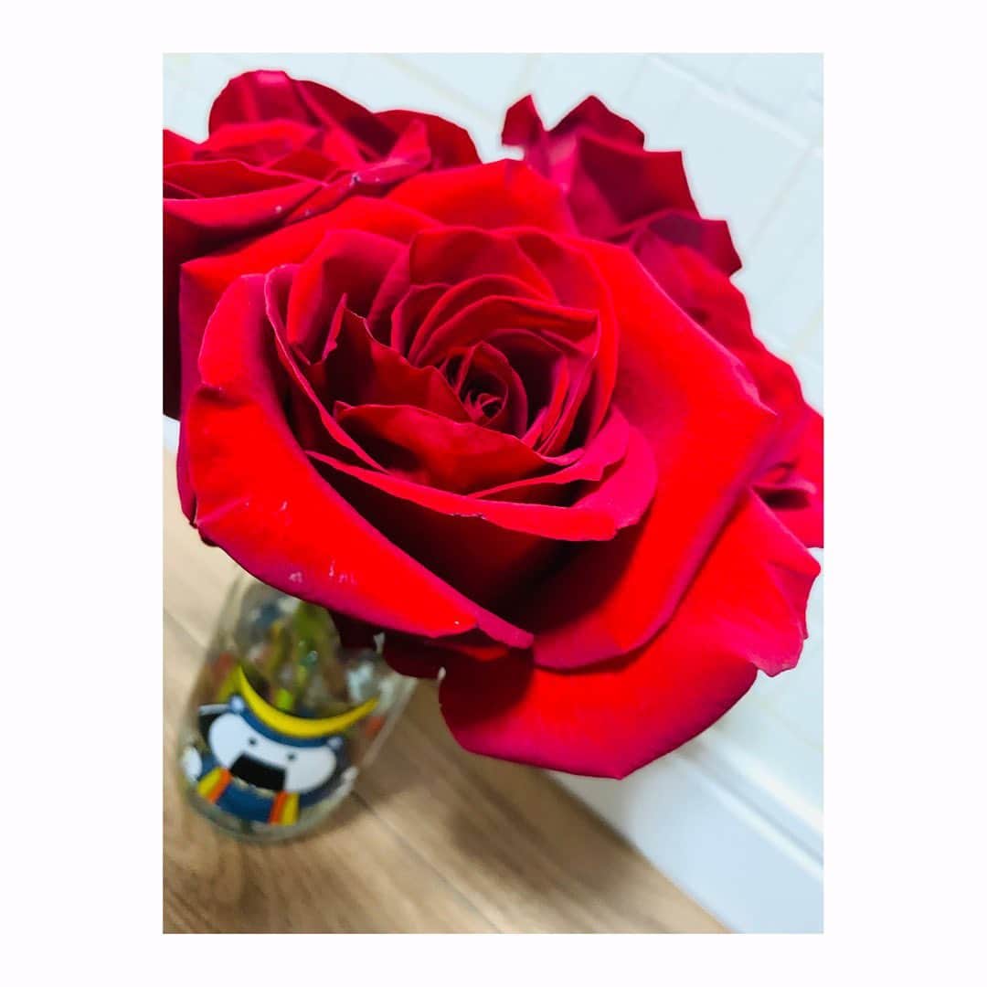 杜野まこさんのインスタグラム写真 - (杜野まこInstagram)「美しく凛としたお花頂きました❤️ 花瓶に…… 薔薇を下にするという、なんとも贅沢な使い方で入れてみたりして🤭  葉っぱワッシャー(笑)  ワンカップにも入れてみたりして(笑)  #flower #rose #むすびまる #ワンカップ #お花 #薔薇 #純愛 #純潔   青いお花の名前なにかなぁ？」1月23日 16時53分 - makomorino