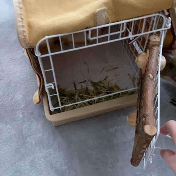 のインスタグラム：「動物病院に行きました。 先週、背中に盛り上がったかさぶたが出現。血は見つかりませんでした。 怪我したのかな？と 先生はコットンで濡らしたかさぶたを剥がしました。 あれ？傷はないね。なんか付いてただけみたいだよ。との事 食べ物か糊のような何かが付いてただけでした。 勘違いして恥ずかしいけど安心😌 毛もついてきたからハゲができました。  We went to the hospital.  I thought this was wound.  But this is food or glue.  I'm glad to hear that. 😊 #Sobaちゃん」