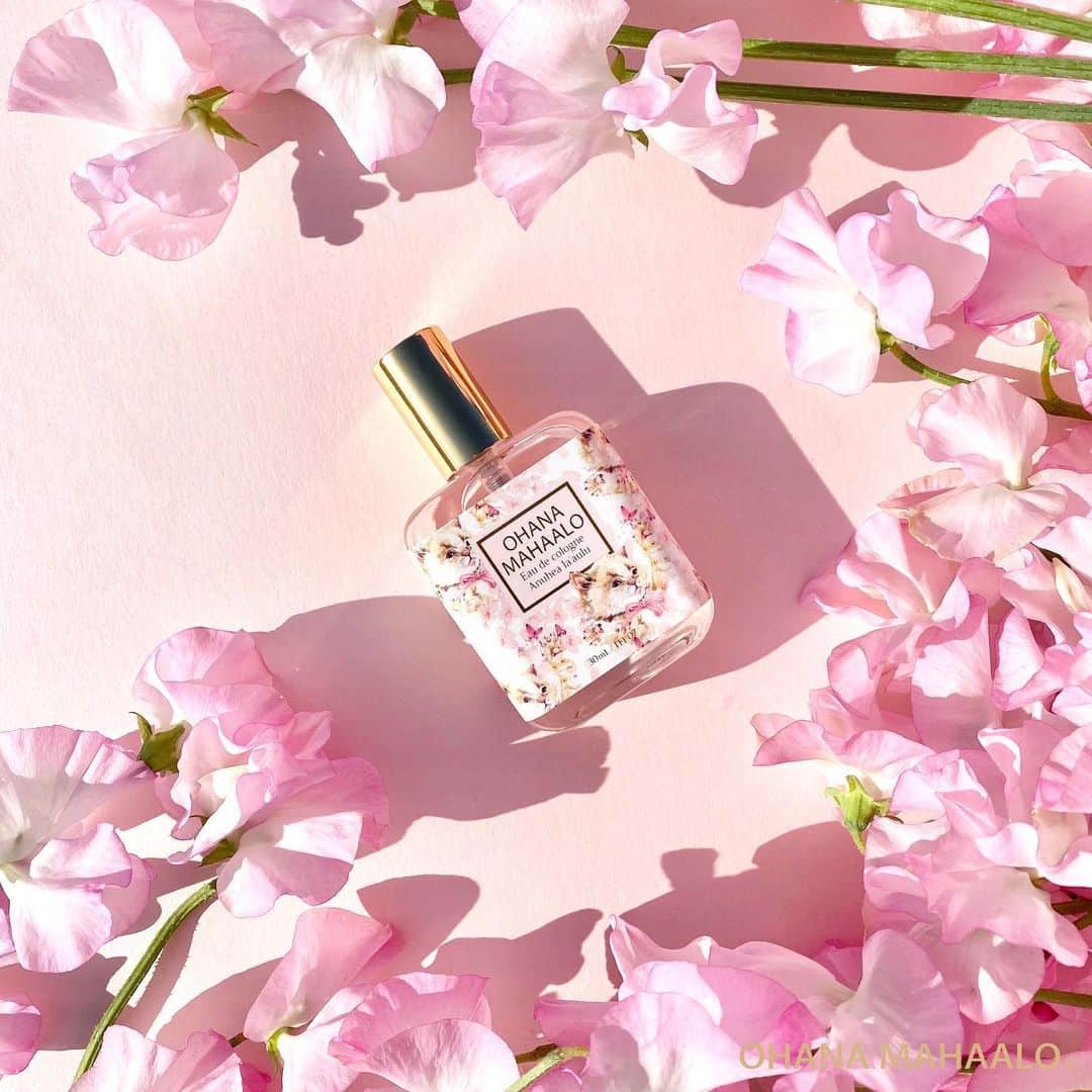 FRAGRANCYさんのインスタグラム写真 - (FRAGRANCYInstagram)「【OHANA MAHAALO】 可愛い子猫と蝶がじゃれあう🌸アヌヘア ラアウル  アヌヘアは「優しい香り」、ラアウルは「春」。 待ちに待った春。桜は満開に咲き誇り、 あたたかな日差しに誘われて、 可愛い子猫と蝶がじゃれあう春の昼下がり。  桜のみずみずしい香りに、フリージアと ホワイトリリーが重なる花々しい香り。  #オハナマハロ の#アヌヘアラアウル の香りで 春の訪れをいち早くお届け💓  *⑅︎୨୧┈︎┈︎┈︎┈︎┈︎┈︎┈︎┈︎┈︎┈︎┈︎┈︎┈︎┈︎┈︎┈︎┈︎┈︎┈︎┈︎┈︎┈︎┈︎୨୧⑅︎*  @ohanamahaalo #fragrancy_online #fragrancyonline #fragrancy #ohanamahaalo #japan #fragrance #sakura #anuhealaaulu #フレグランシィオンライン #フレグランシー #フレグランス #オーデコロン #ハンドクリーム #マッサージミルク #アヌヘアラアウル #かわいい #いい香り #桜の香り #桜 #さくら #女子ウケ #香りのある暮らし #香りのある生活 #数量限定」1月23日 17時30分 - fragrancy_online