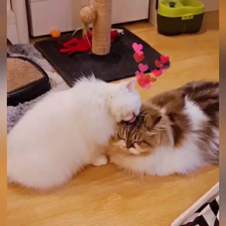 Kenshin & Chloeyのインスタグラム：「The bond of love is the most beautiful bliss 😸🥰 #ilovemylittlebigbrofur ♡ Have a great weekend everyone 😘」