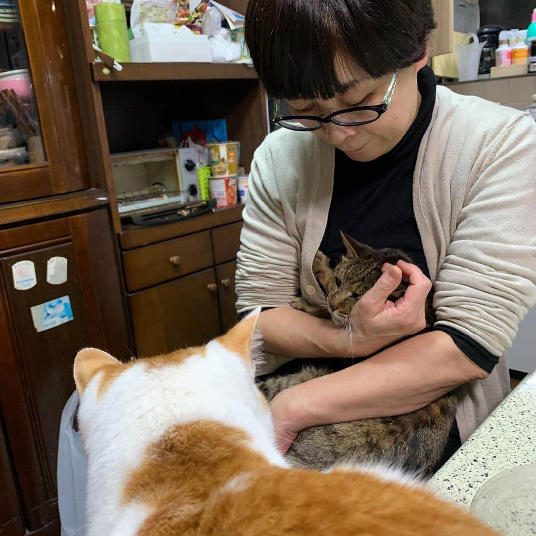 Kachimo Yoshimatsuさんのインスタグラム写真 - (Kachimo YoshimatsuInstagram)「ナオさんがココアを抱っこしておりました。 おいなりちゃん、にらんでる。 おや？やきもち？ あ！怒ってる！ シャーーーーーー！  #うちの猫ら #oinari #cocoa #猫 #ねこ #cat #ネコ #catstagram #ネコ部 http://kachimo.exblog.jp」1月23日 17時47分 - kachimo